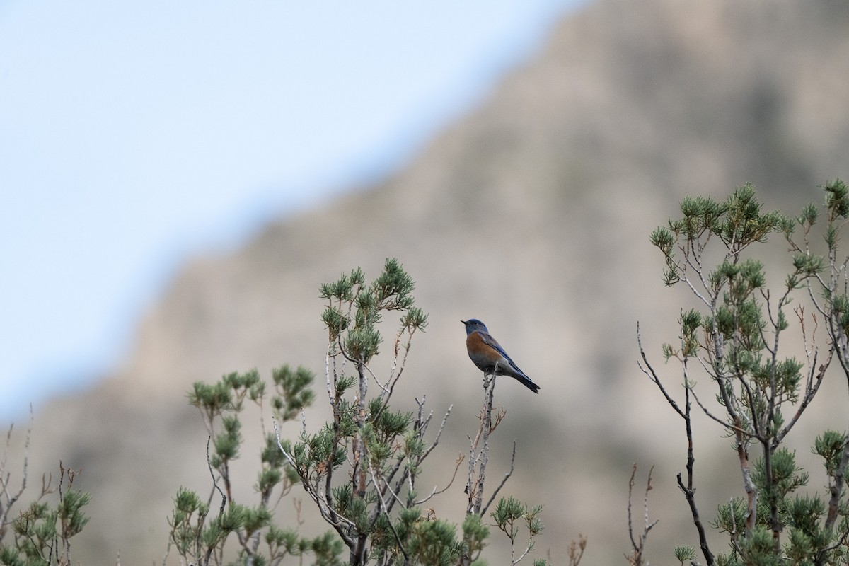 Western Bluebird - ML647743529