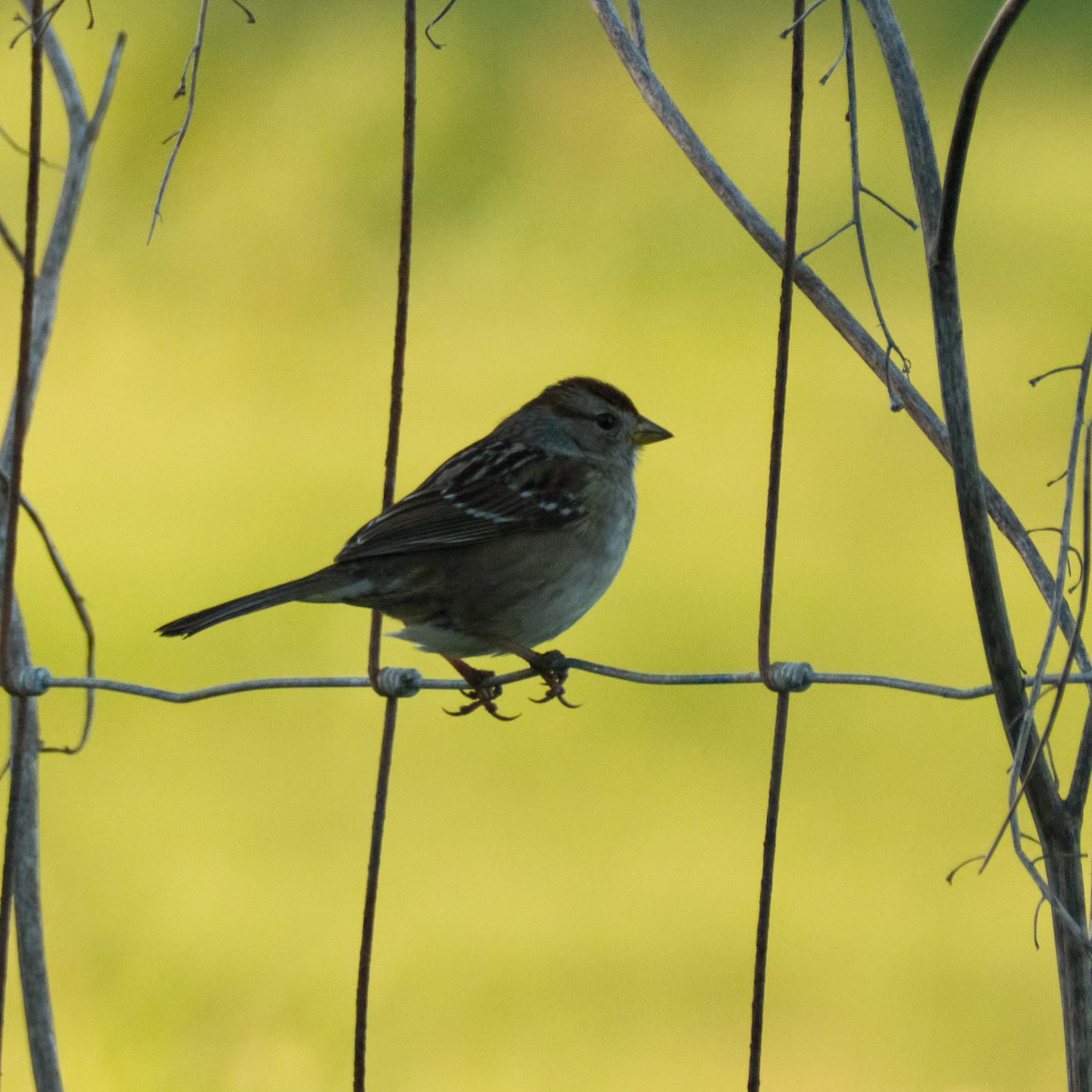 White-crowned Sparrow - ML647743533