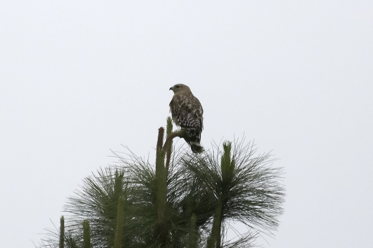 Busardo Pechirrojo - ML647743535