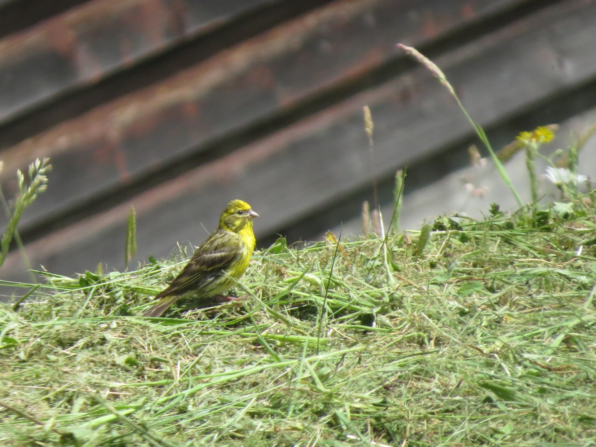 Girlitz - ML647743536