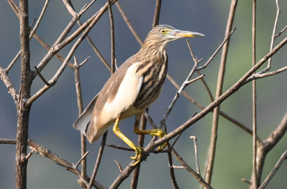 Indian Pond-Heron - ML647743539