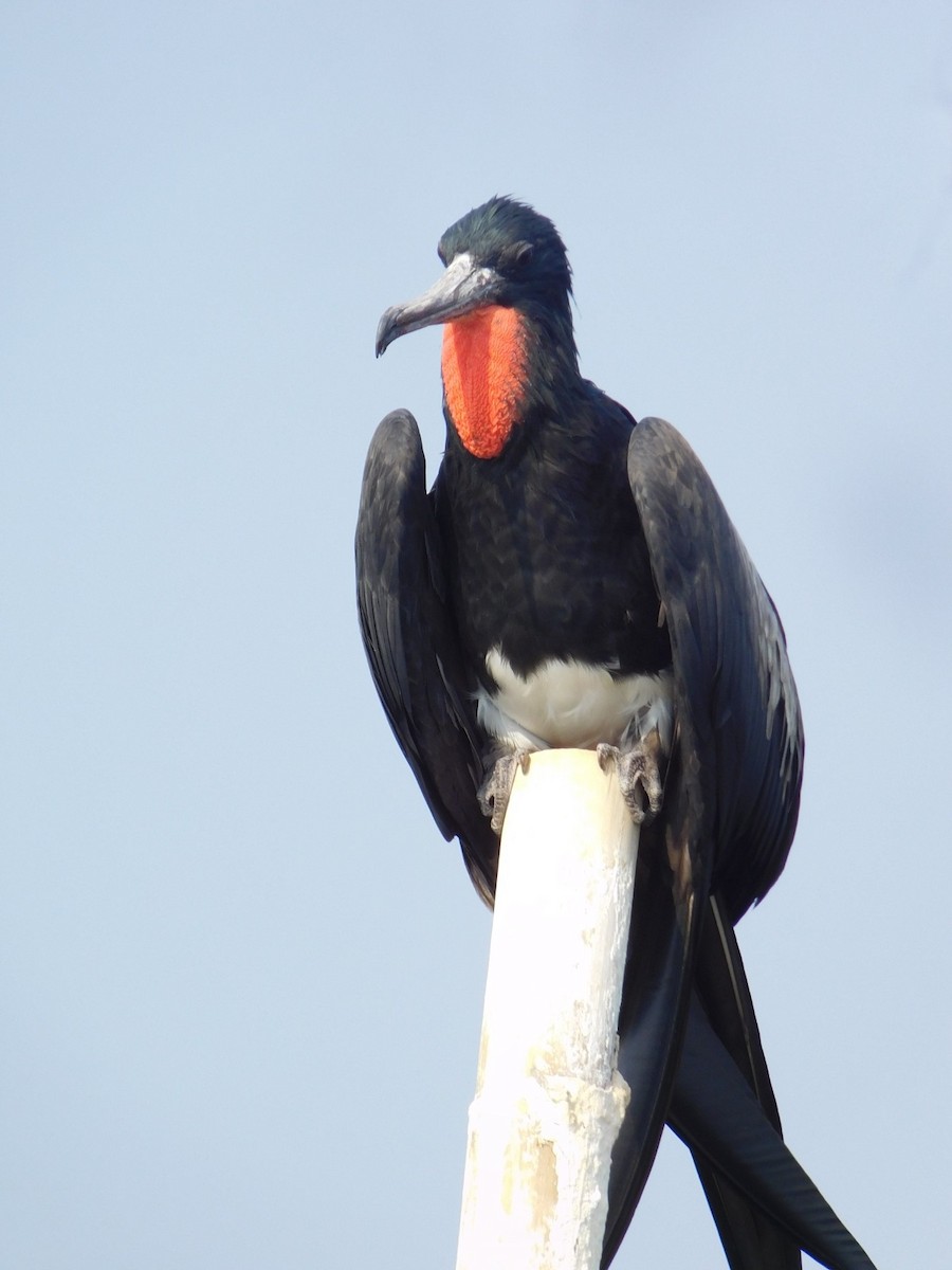 Christmas Island Frigatebird - ML647743540