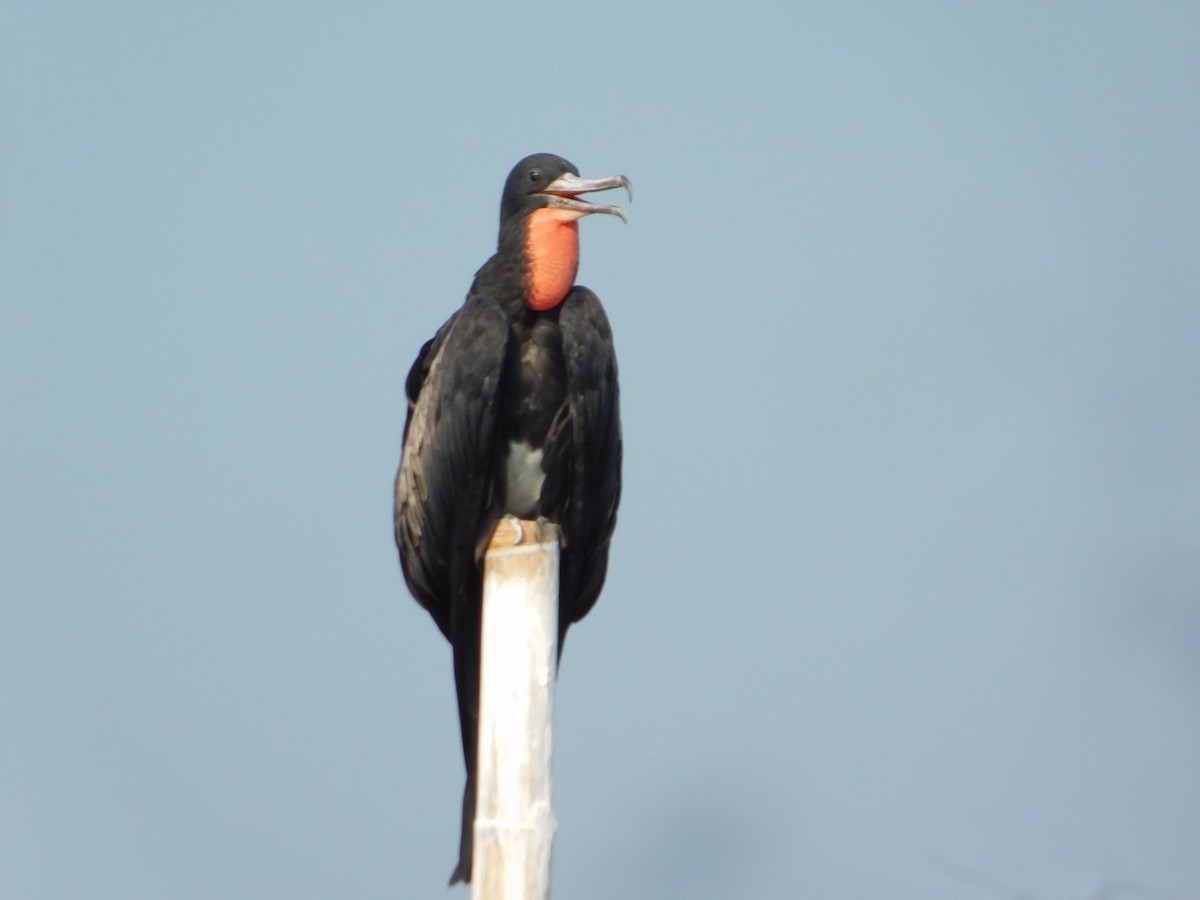 Christmas Island Frigatebird - ML647743542