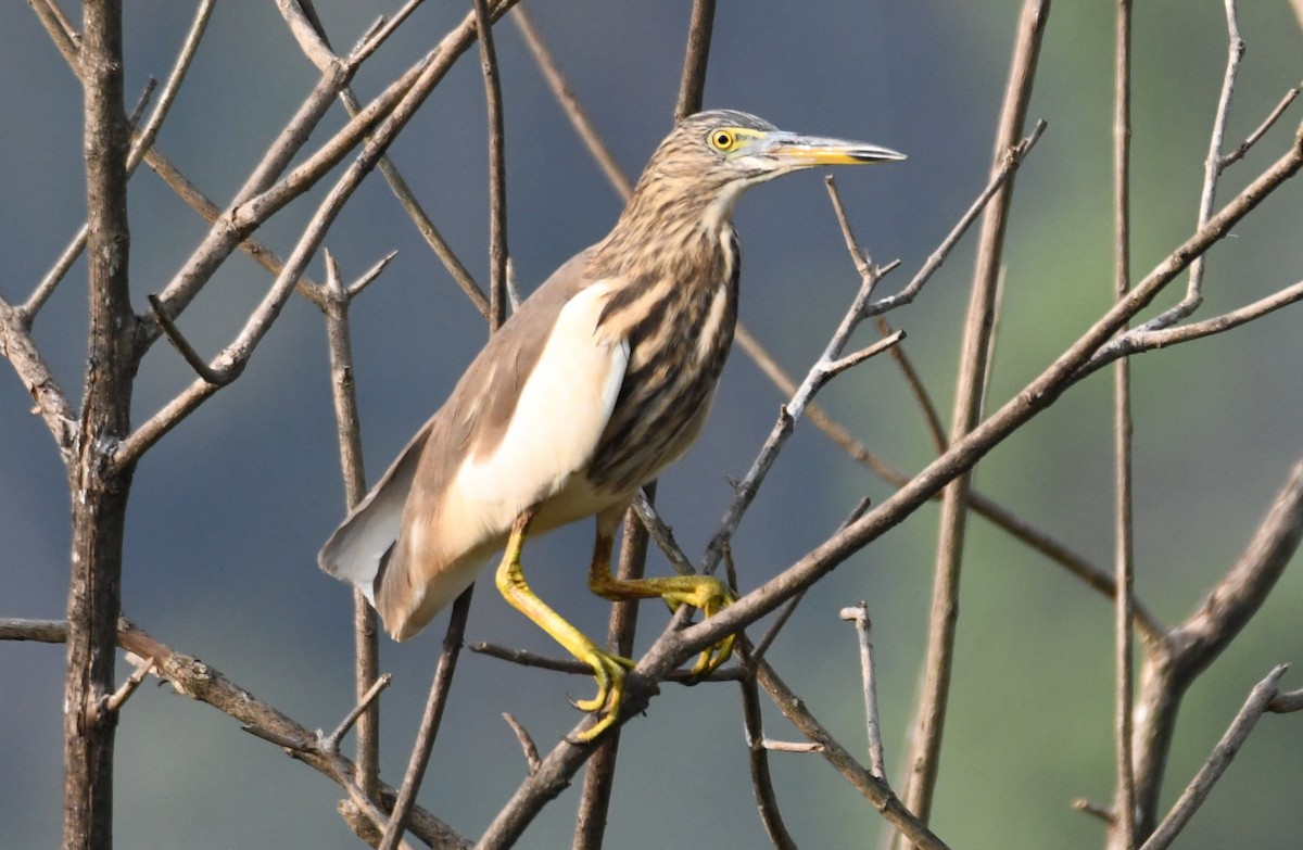 Indian Pond-Heron - ML647743545