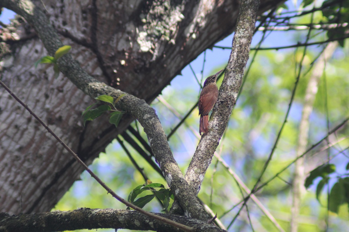 Streak-headed Woodcreeper - ML647743552
