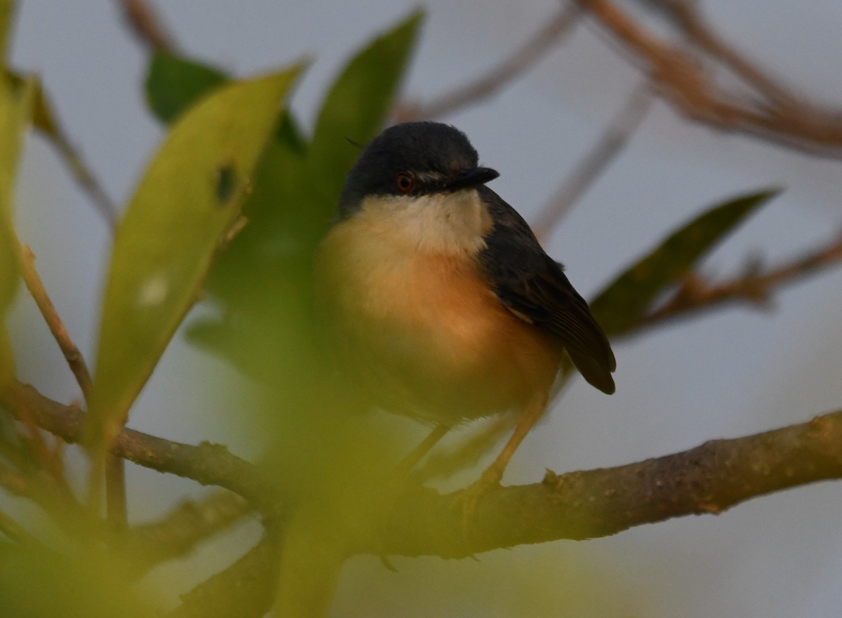 Ashy Prinia - ML647743572