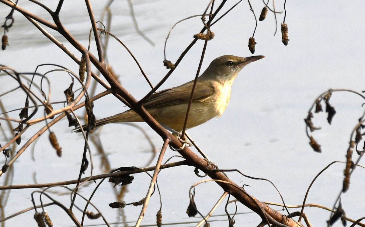 Өмнөдийн охил бялзуухай - ML647743586