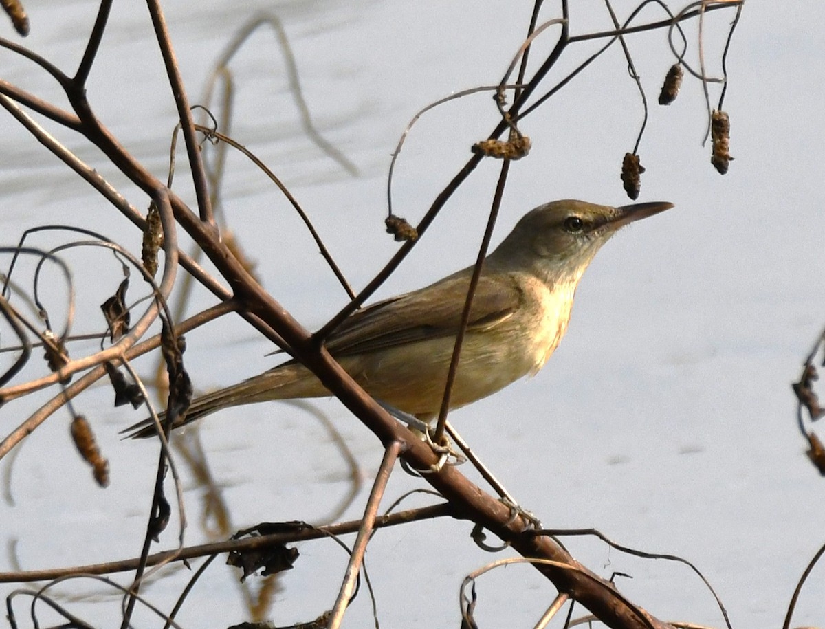 Өмнөдийн охил бялзуухай - ML647743587