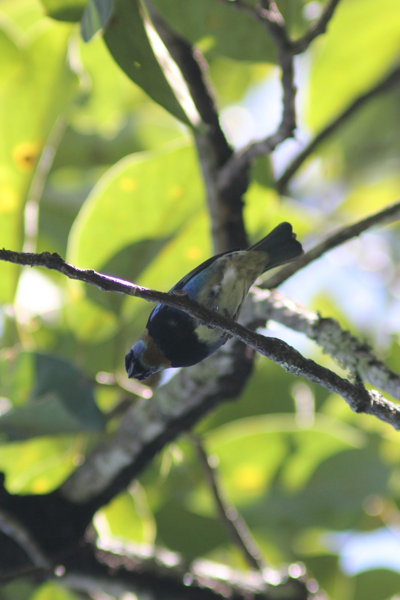 Goldscheiteltangare - ML647743588