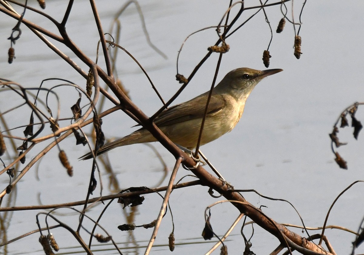 Өмнөдийн охил бялзуухай - ML647743595