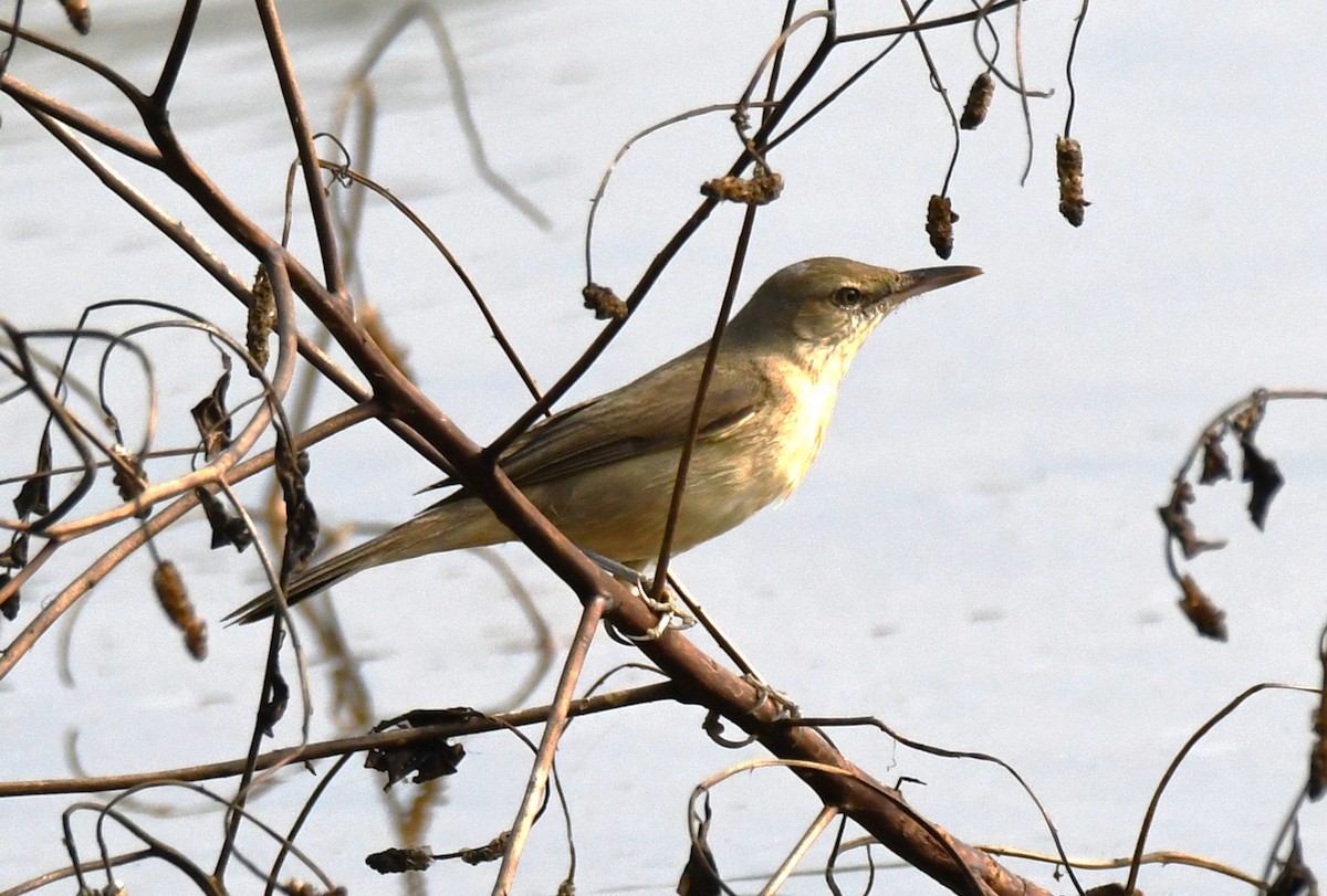 Өмнөдийн охил бялзуухай - ML647743599