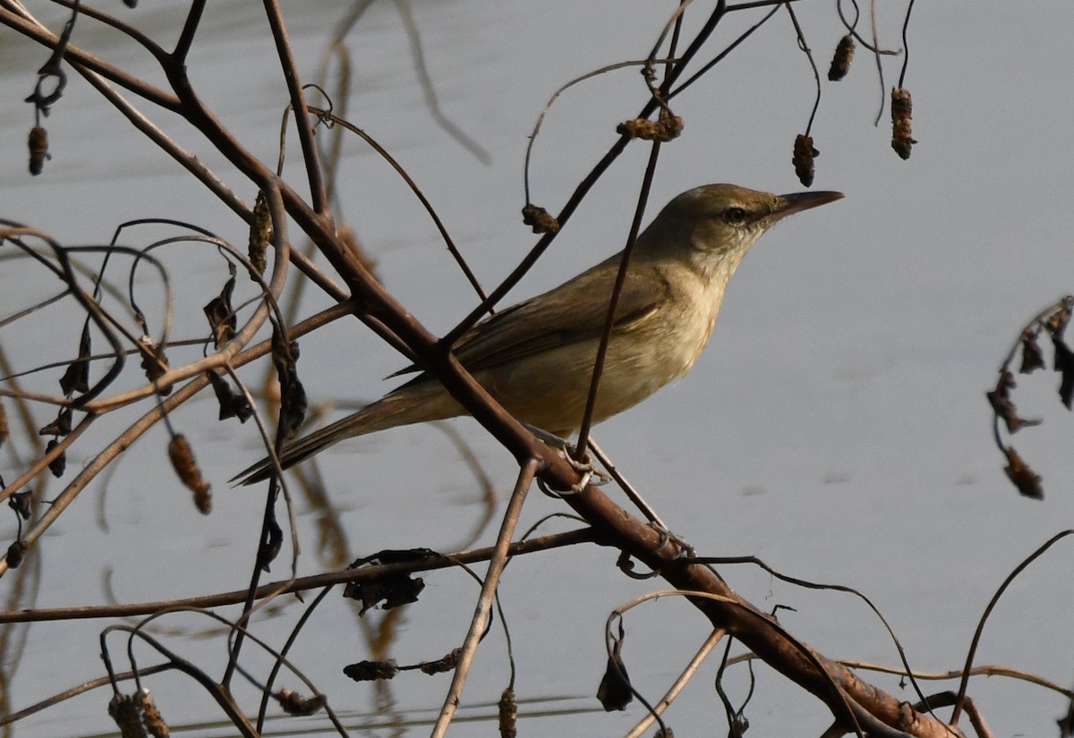 Өмнөдийн охил бялзуухай - ML647743603