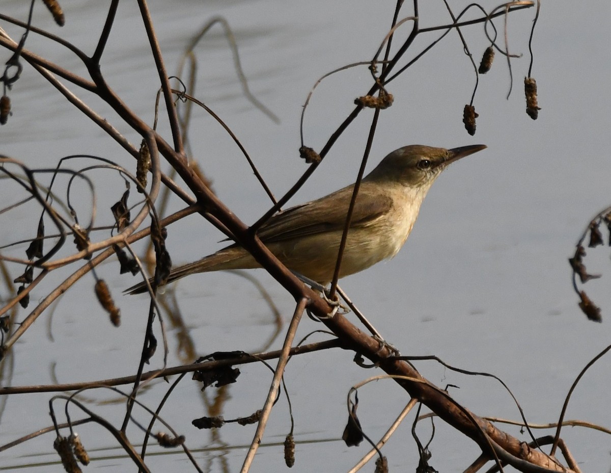 Өмнөдийн охил бялзуухай - ML647743604