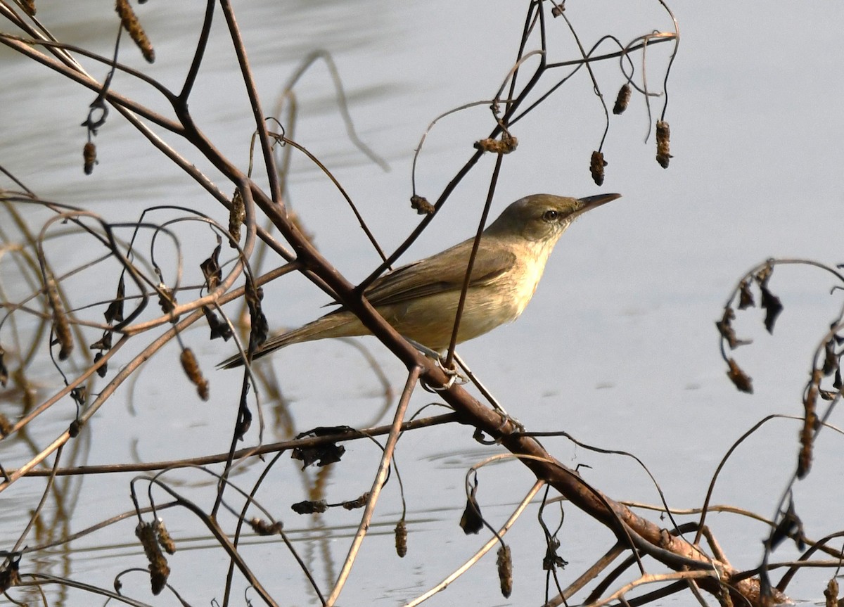 Өмнөдийн охил бялзуухай - ML647743612