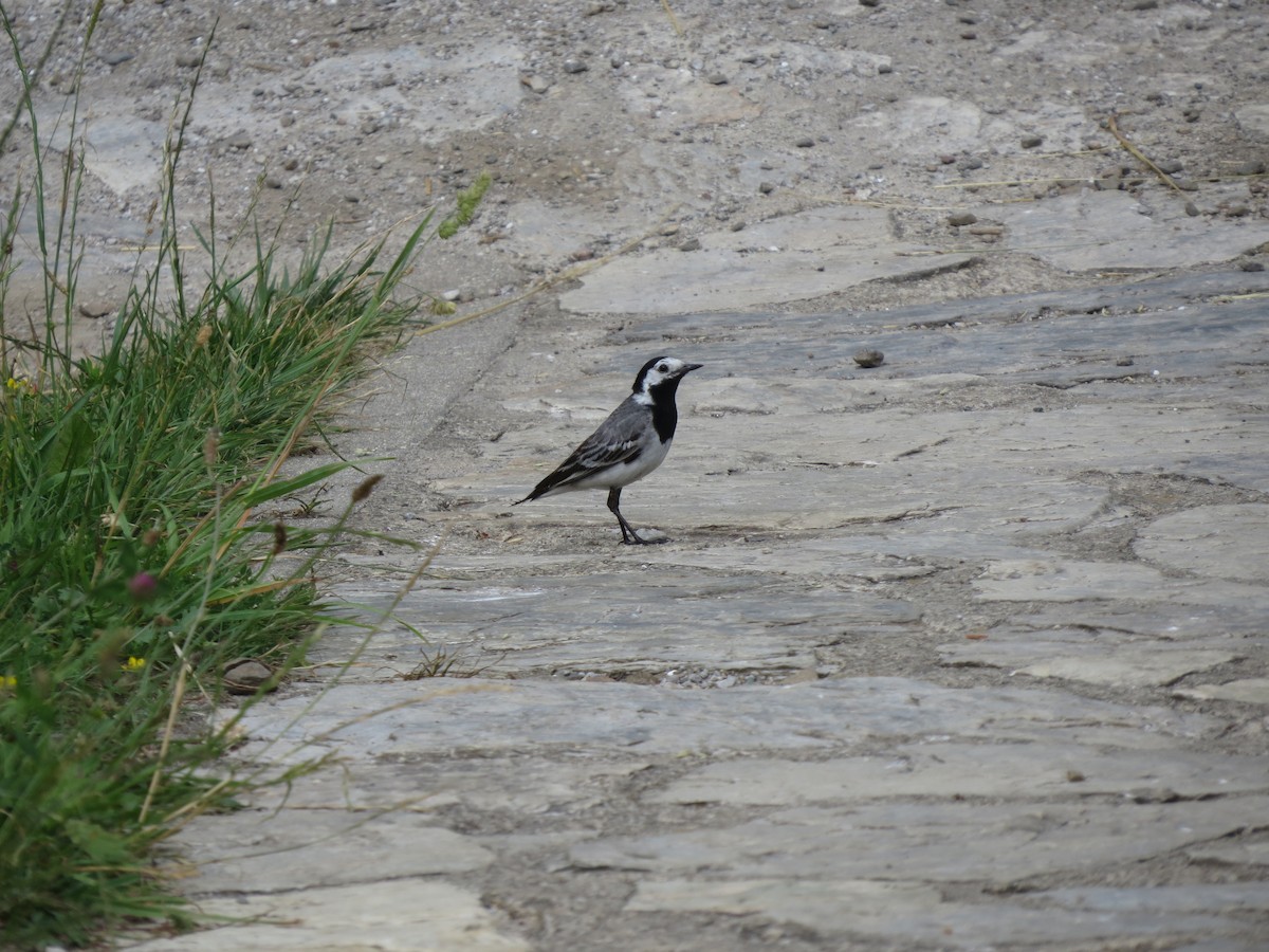 נחליאלי לבן - ML647743646