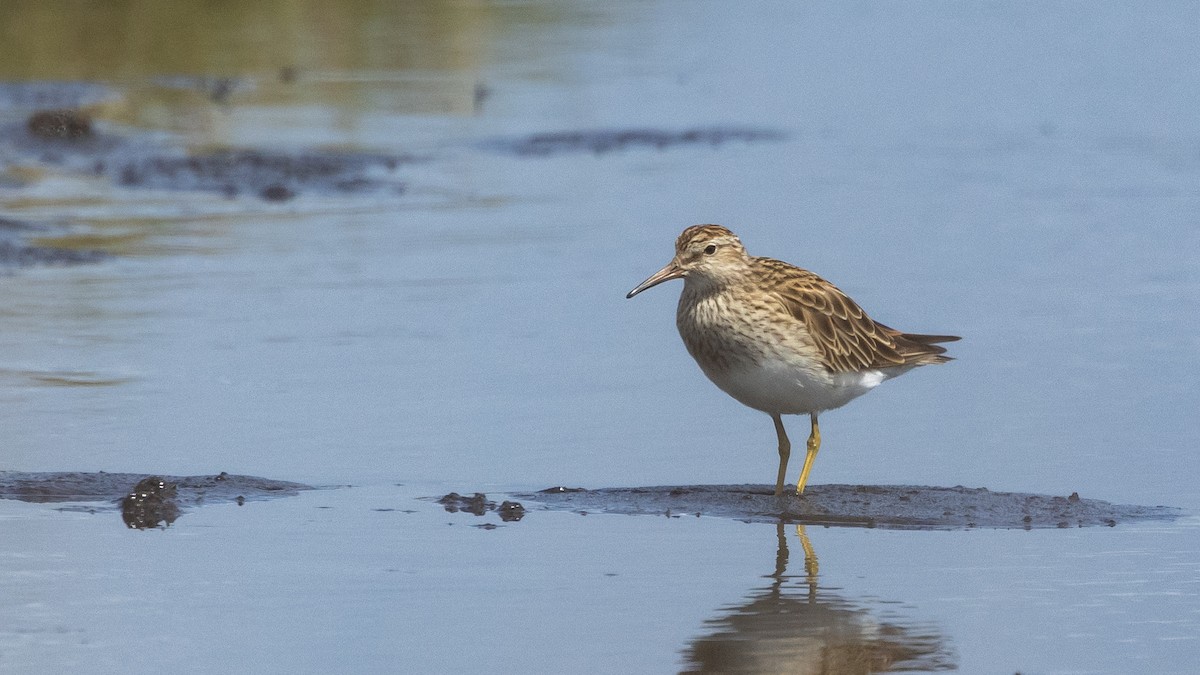 jespák skvrnitý - ML647743649