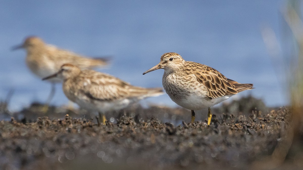 jespák skvrnitý - ML647743650