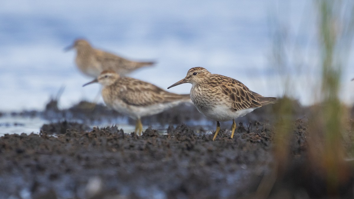 jespák skvrnitý - ML647743651