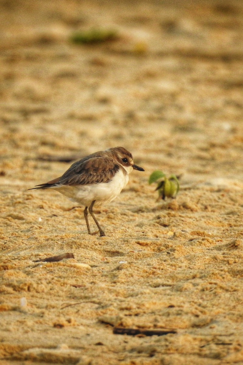 Tibetan Sand-Plover - ML647743652