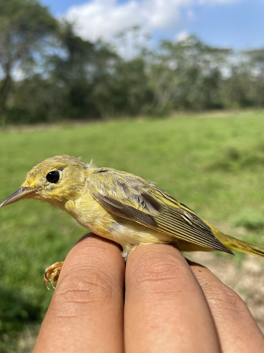 Northern Yellow Warbler - ML647743665