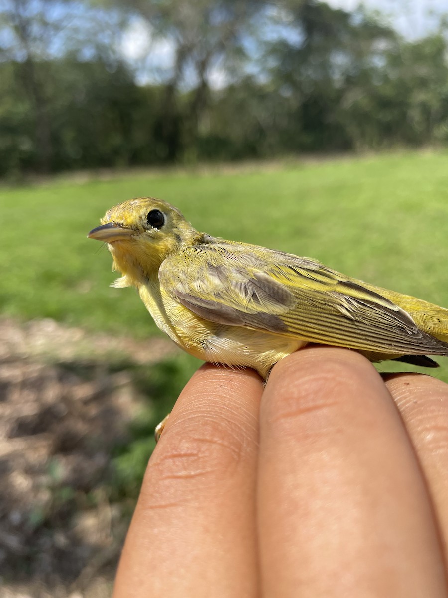 Northern Yellow Warbler - ML647743666
