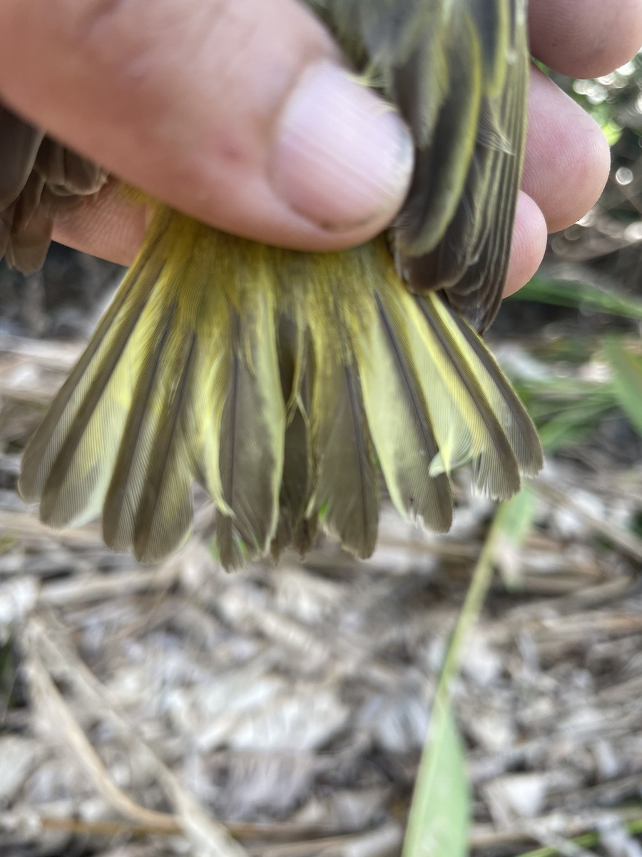 Northern Yellow Warbler - ML647743667