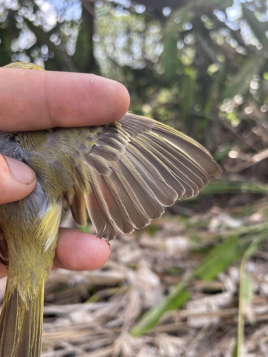 Northern Yellow Warbler - ML647743668