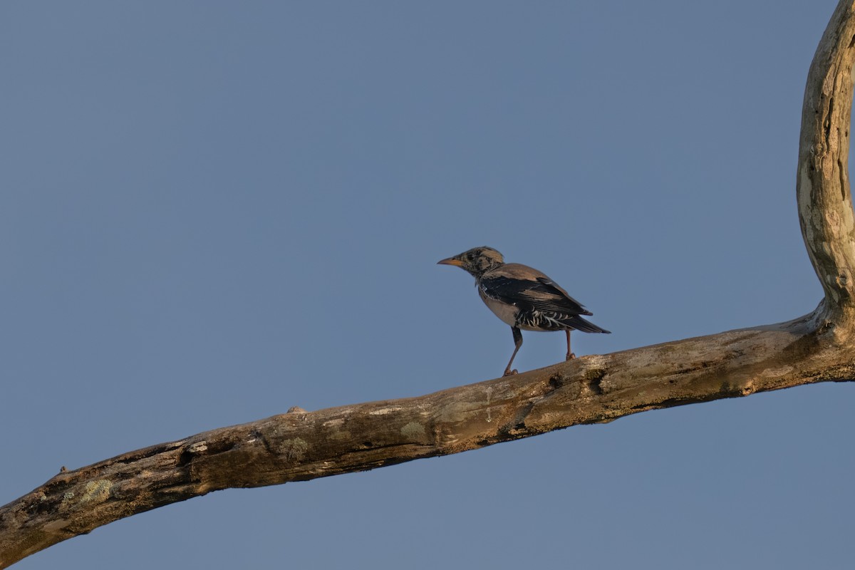 Rosy Starling - ML647743670