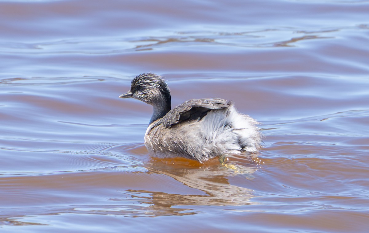 Zampullín Canoso - ML647743674