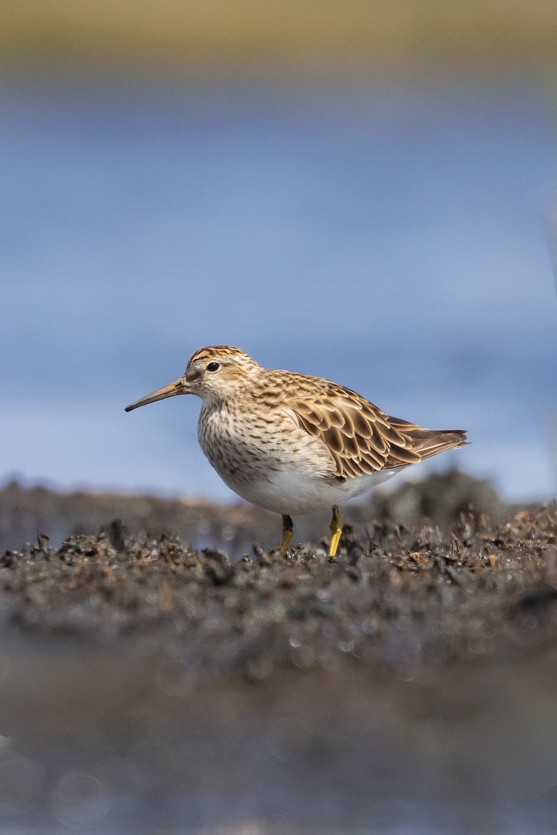 jespák skvrnitý - ML647743710