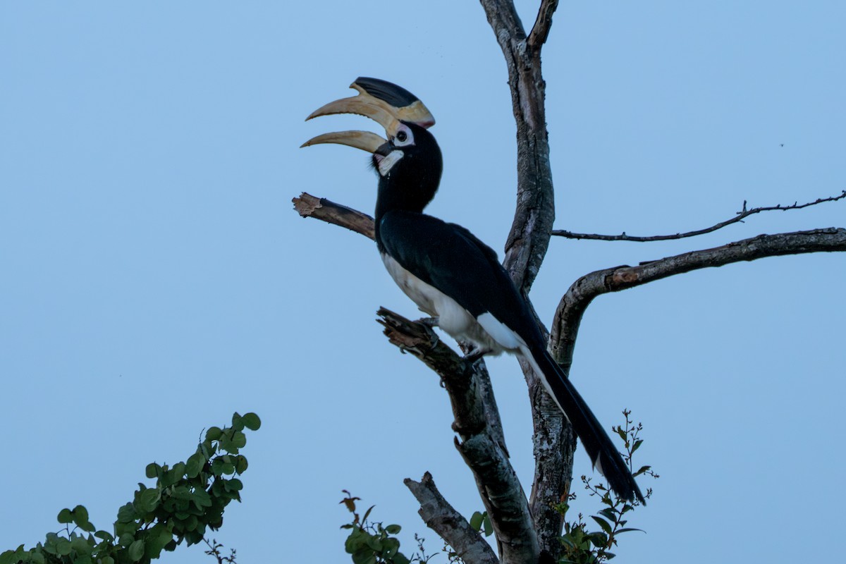 Malabar Pied-Hornbill - ML647743714