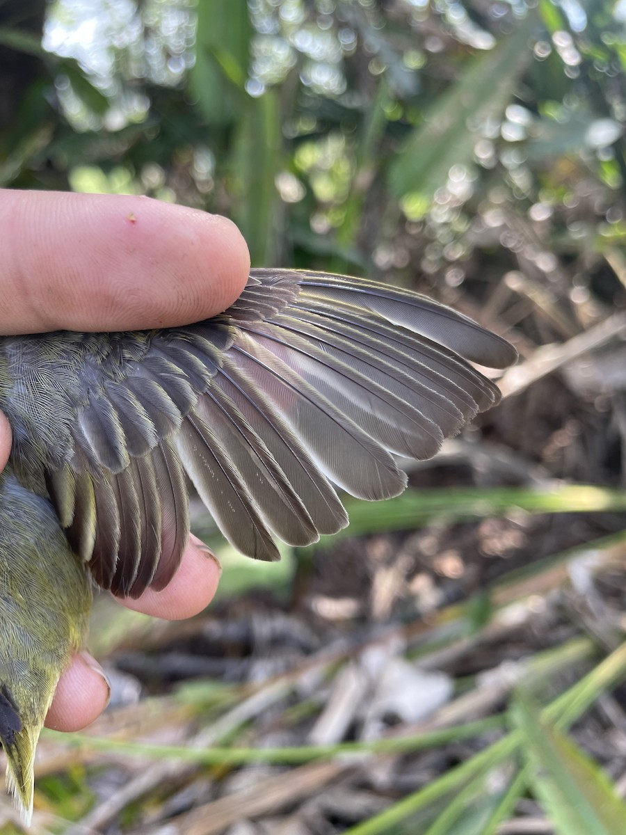 Northern Yellow Warbler - ML647743717