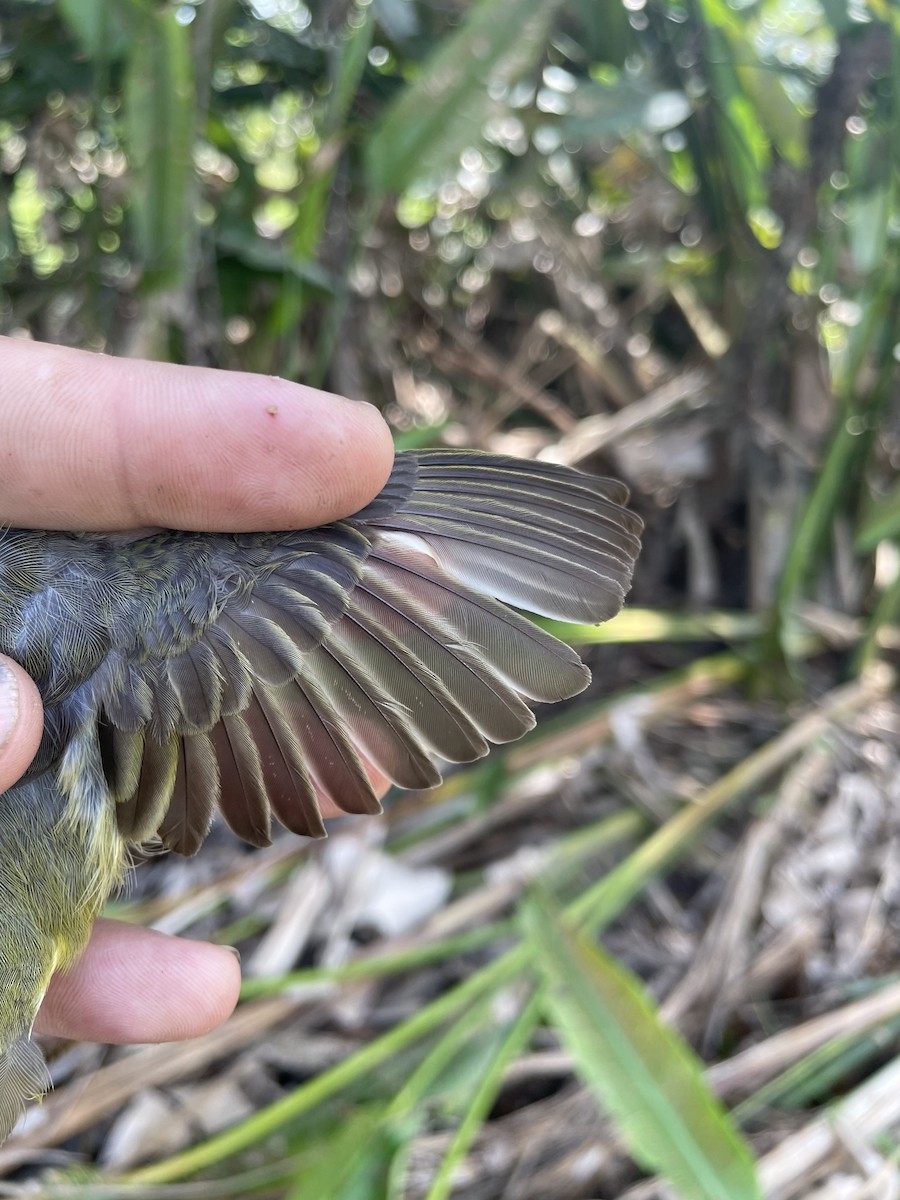 Northern Yellow Warbler - ML647743719