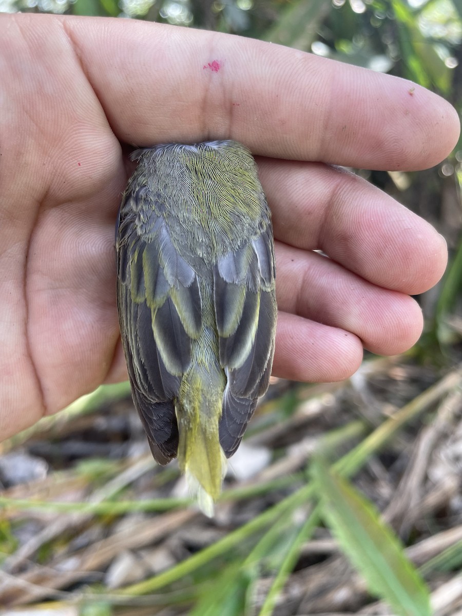 Northern Yellow Warbler - ML647743720