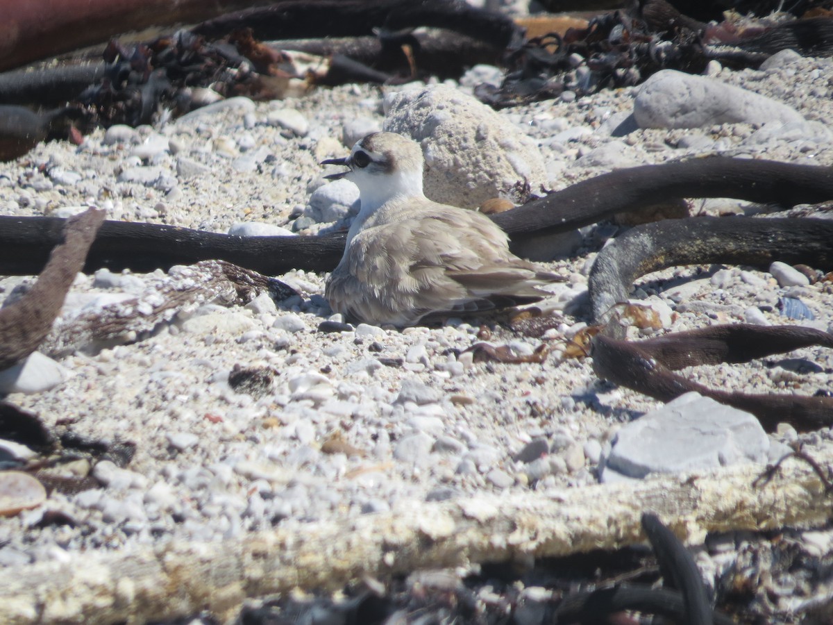 White-fronted Plover - ML647743724