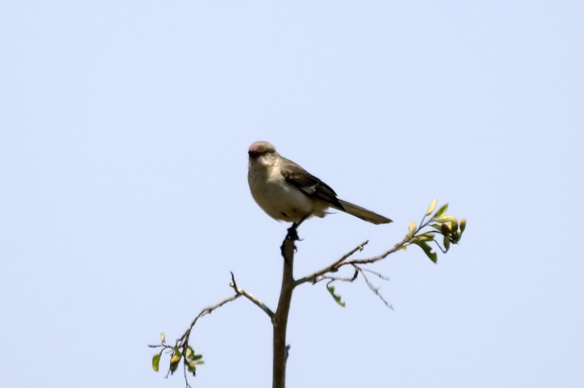 Sinsonte Norteño - ML647743725