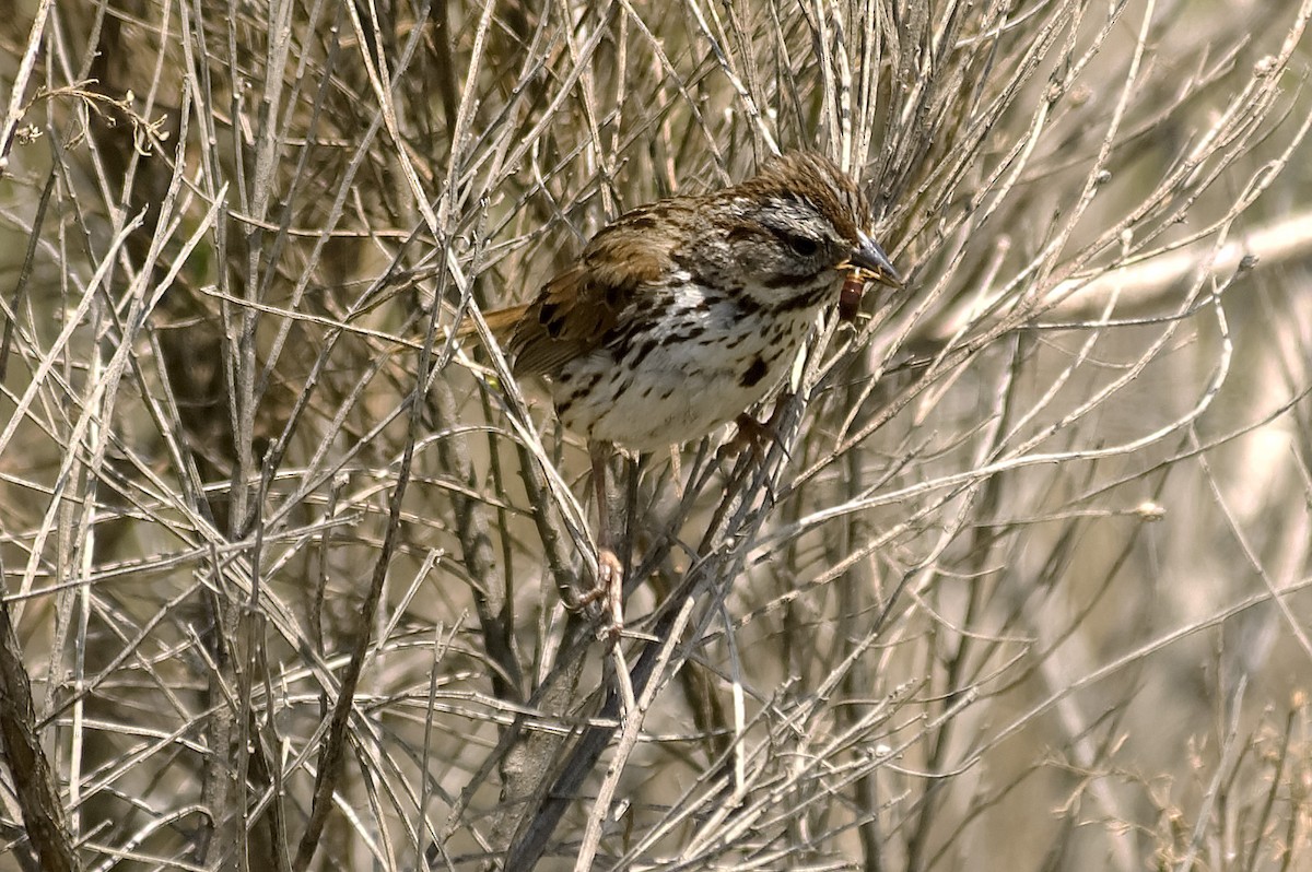 Chingolo Cantor - ML647743735