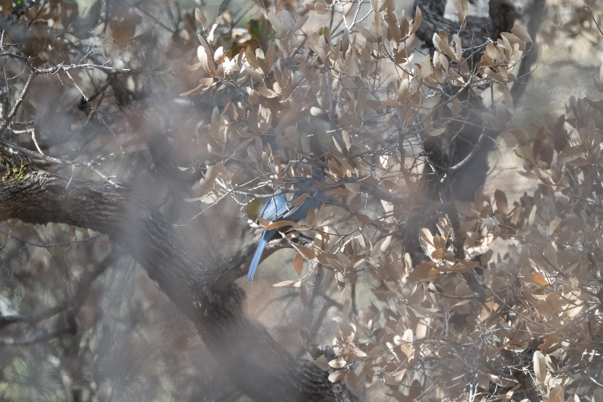 Steller's Jay - ML647743739