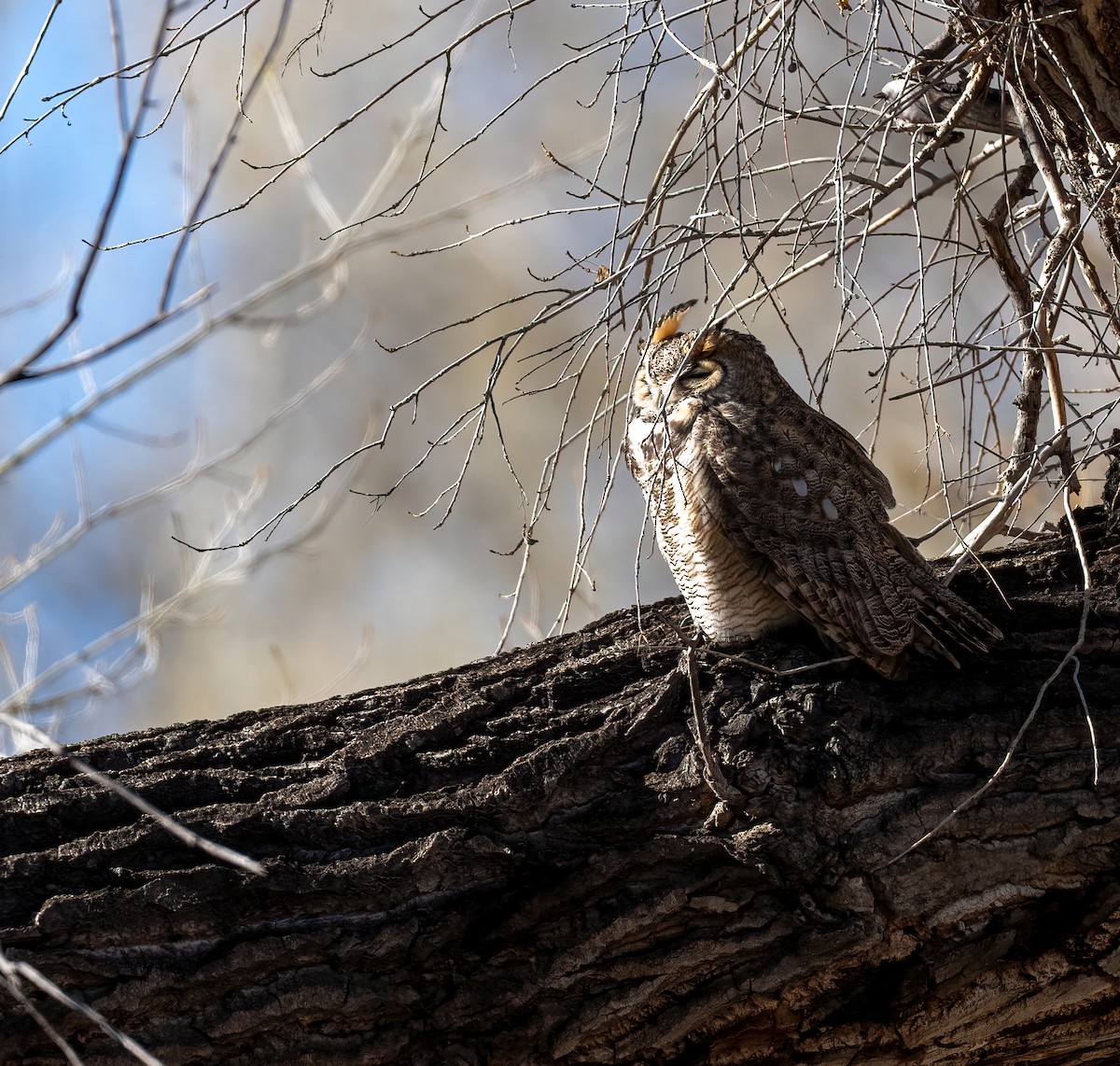 Great Horned Owl - ML647743742
