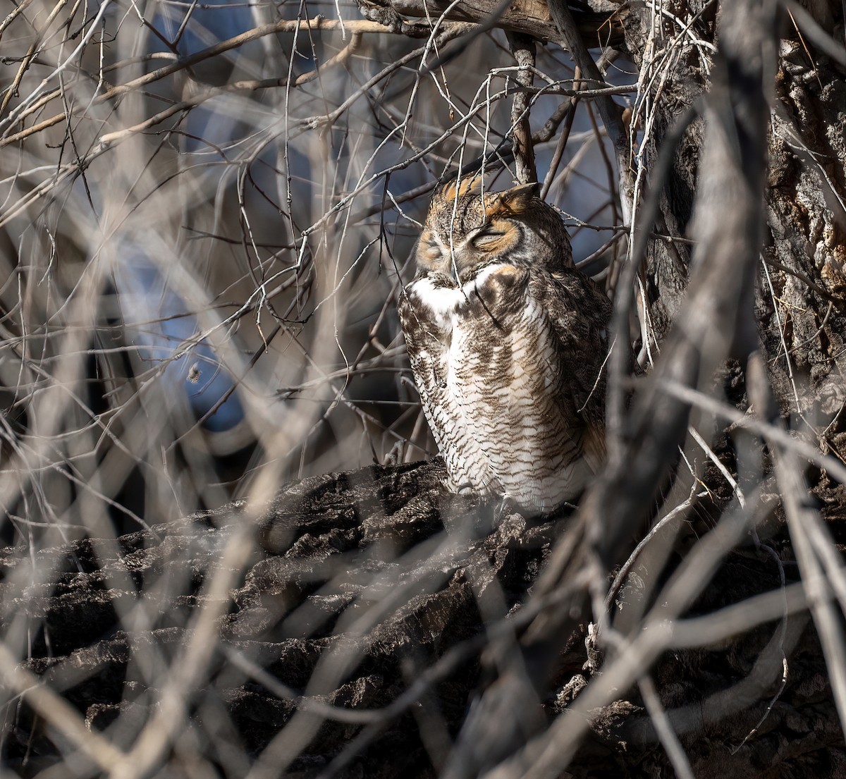 Great Horned Owl - ML647743743