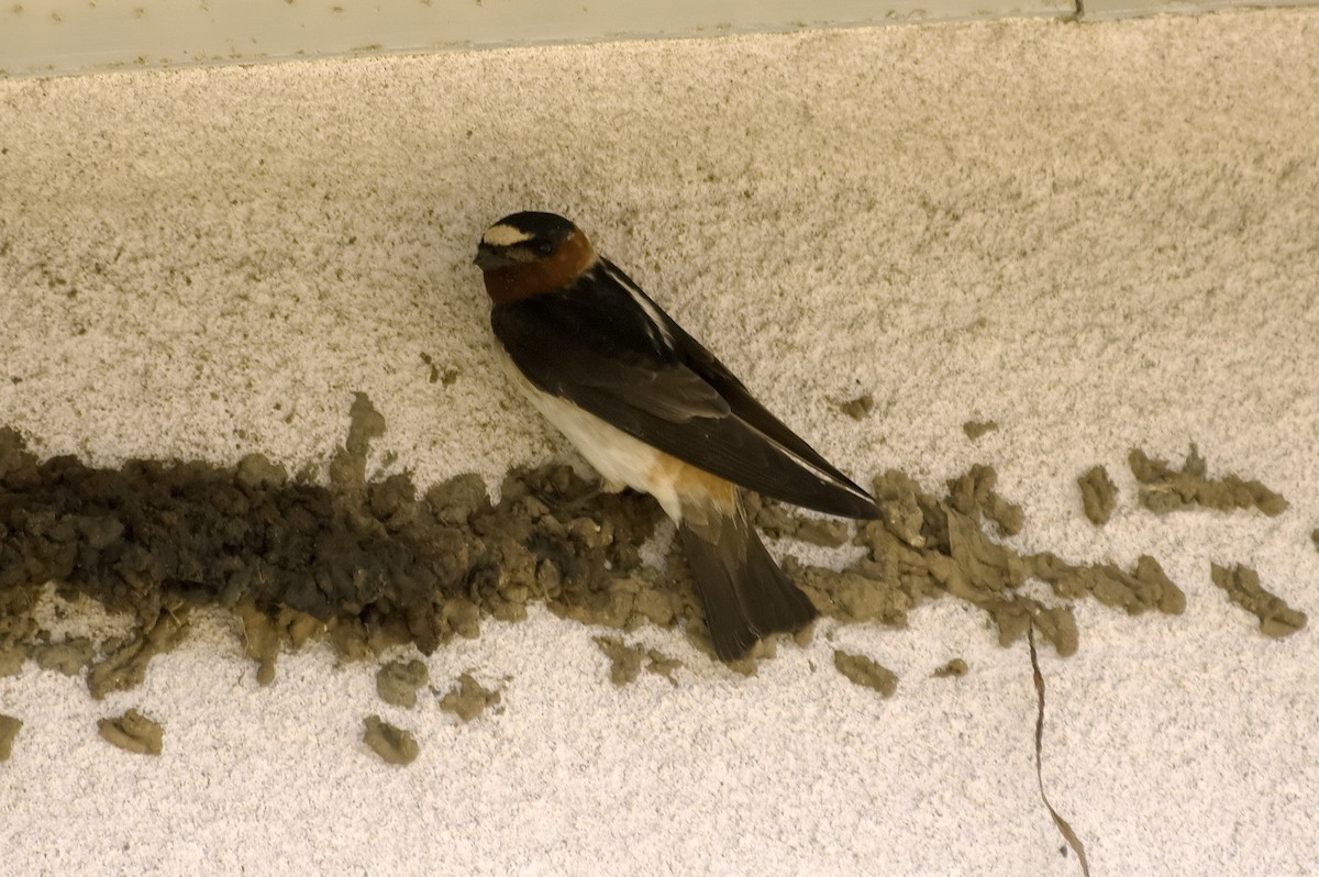 Golondrina Risquera - ML647743765