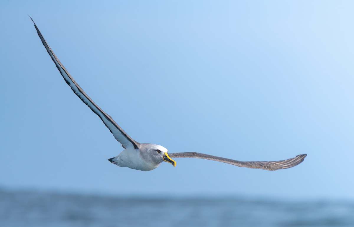 Buller's Albatross - ML647743782