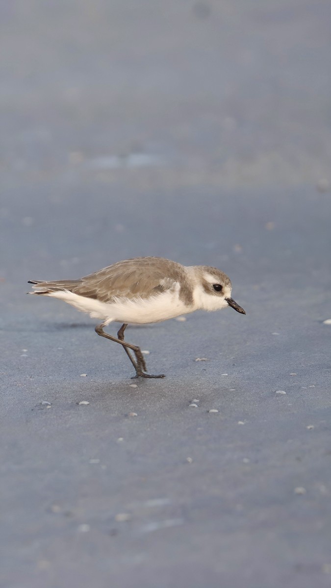 Tibetan Sand-Plover - ML647743786