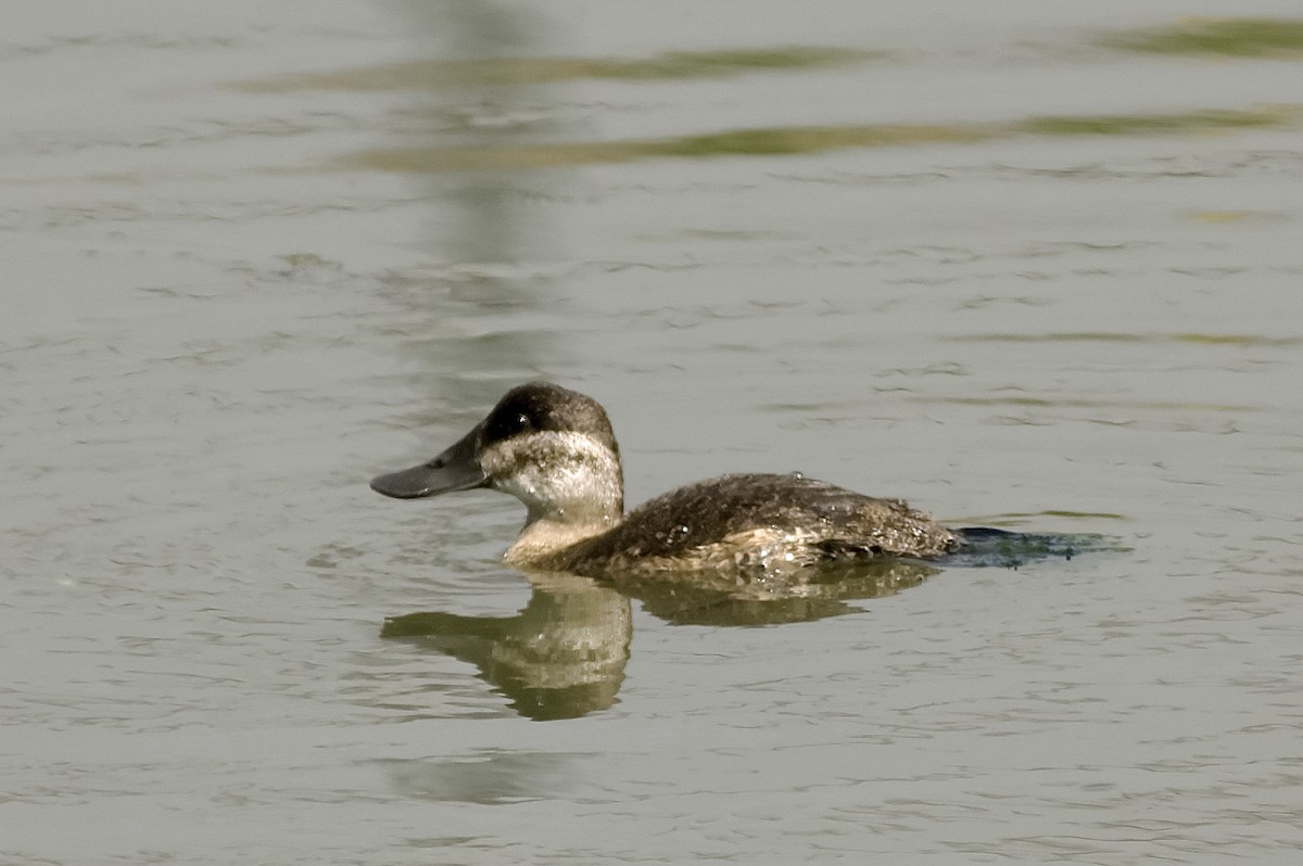 Malvasía Canela - ML647743813