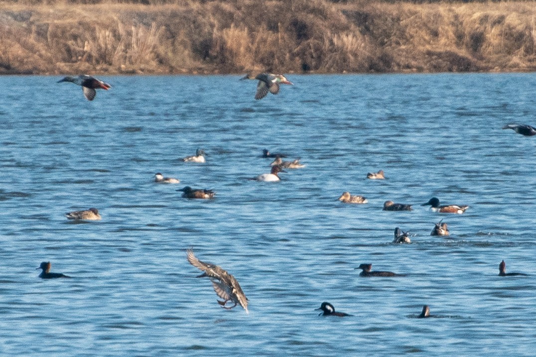 Murgilari bizkarzuria - ML647743823