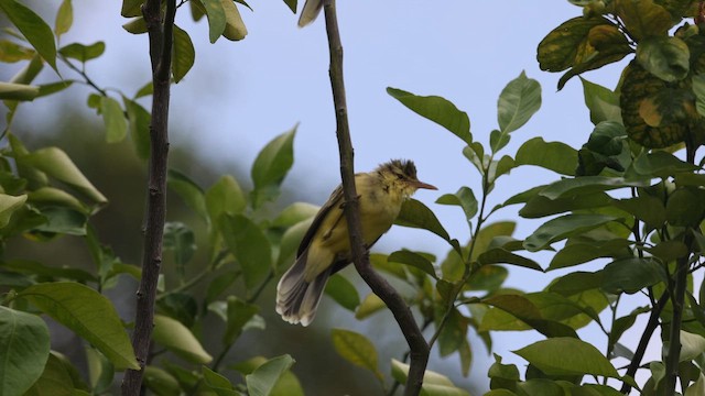 Northern Marquesan Reed Warbler - ML647743837