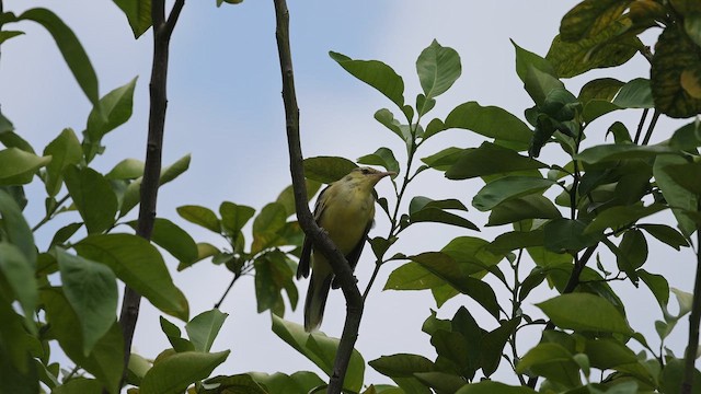 Northern Marquesan Reed Warbler - ML647743838
