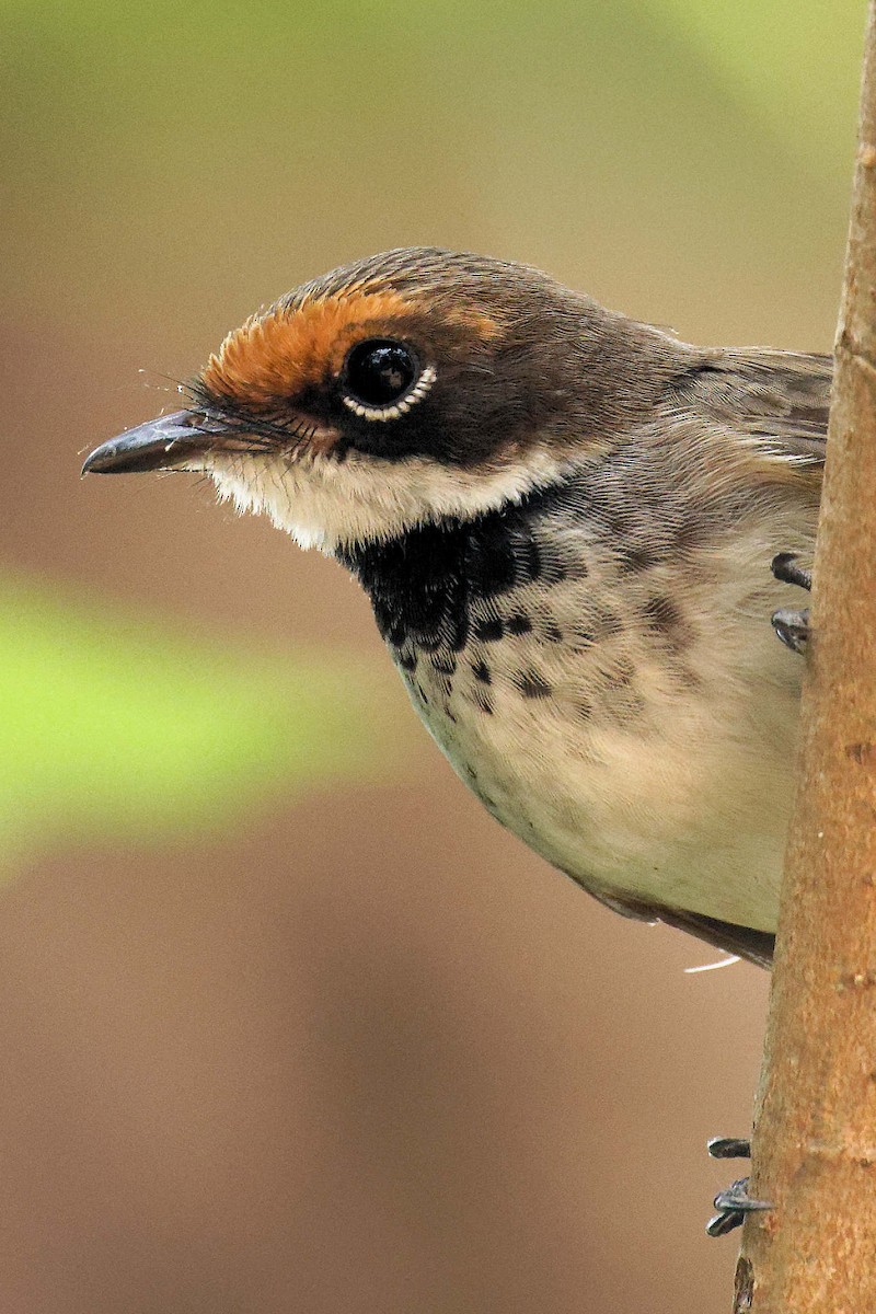 Arafura Fantail - ML647743848