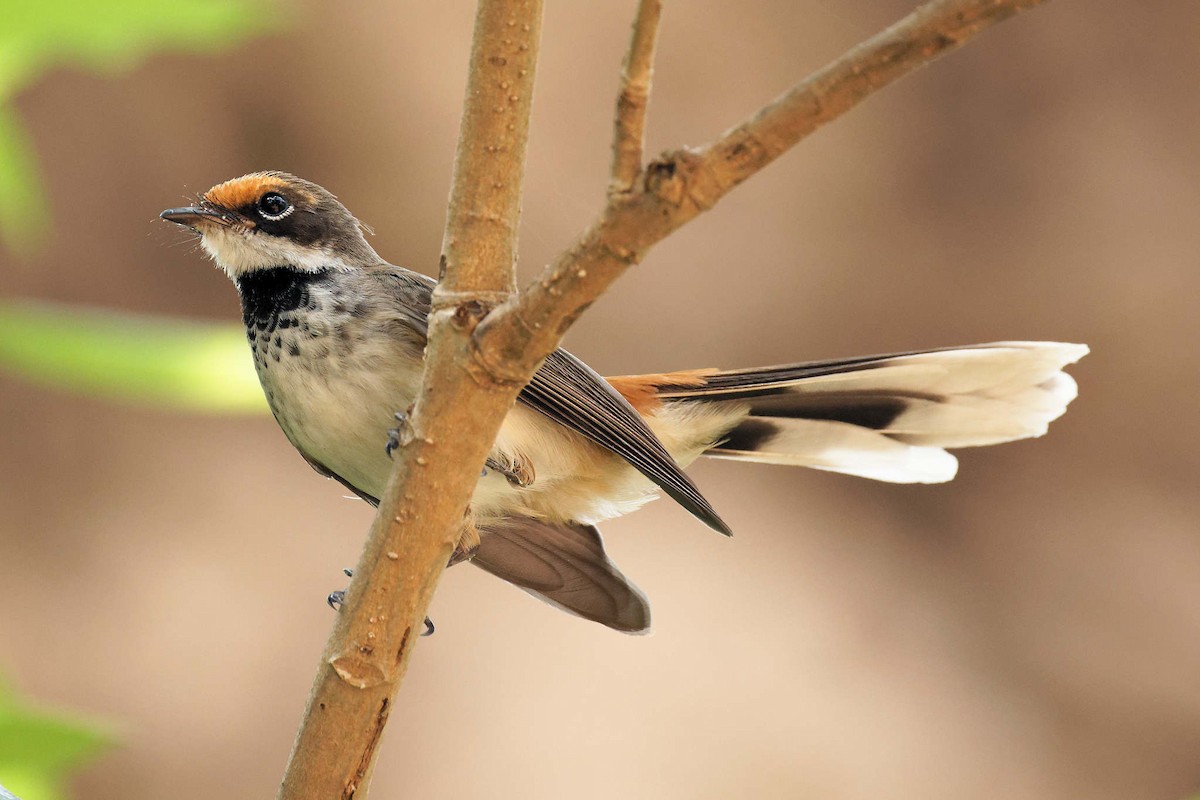 Arafura Fantail - ML647743849