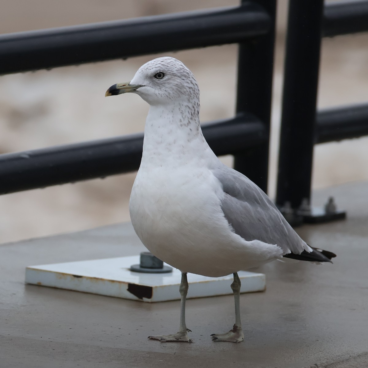 Ringschnabelmöwe - ML647743850